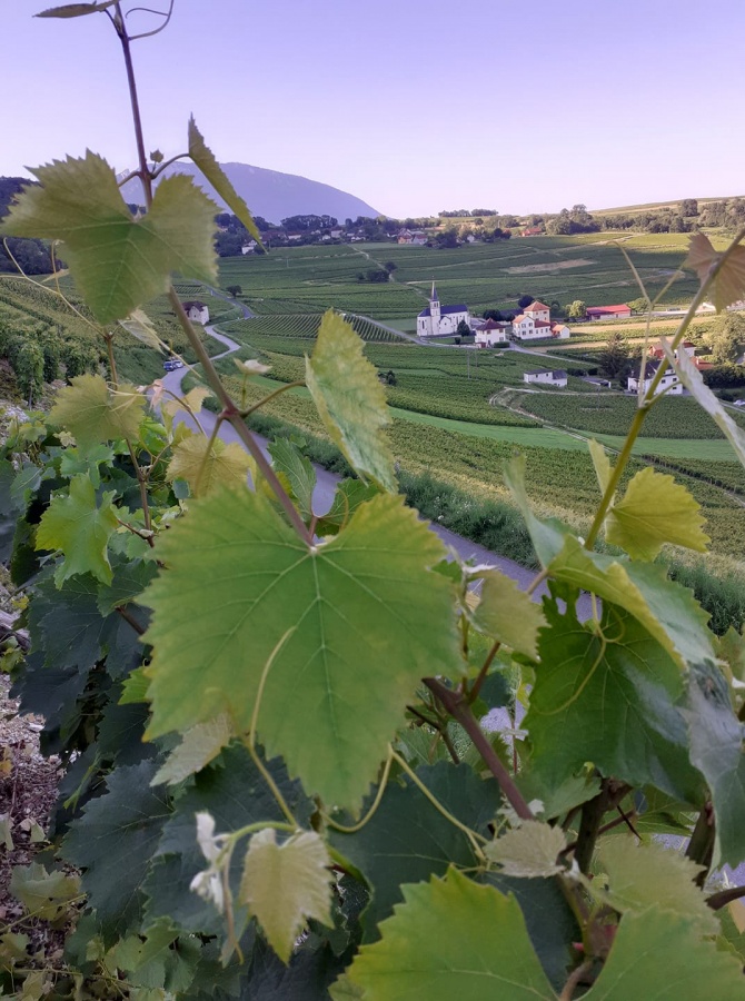 Millésime 2021 : splendeurs et misères de la vigne (humoristique) 