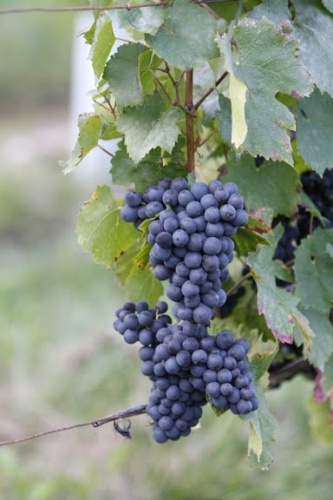 Vendanges Gamay Rosé