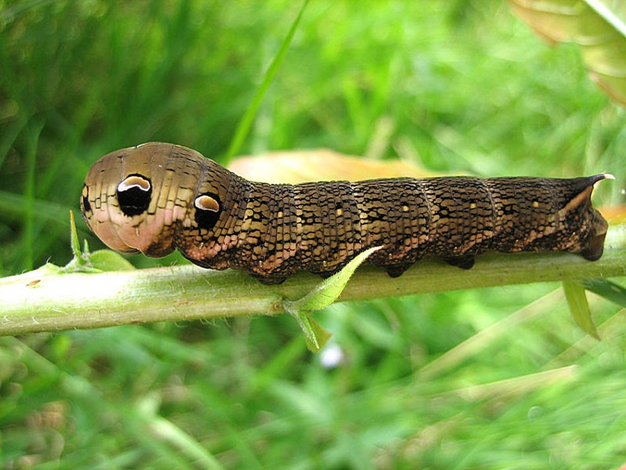 Culture raisonnée - Biodiversité