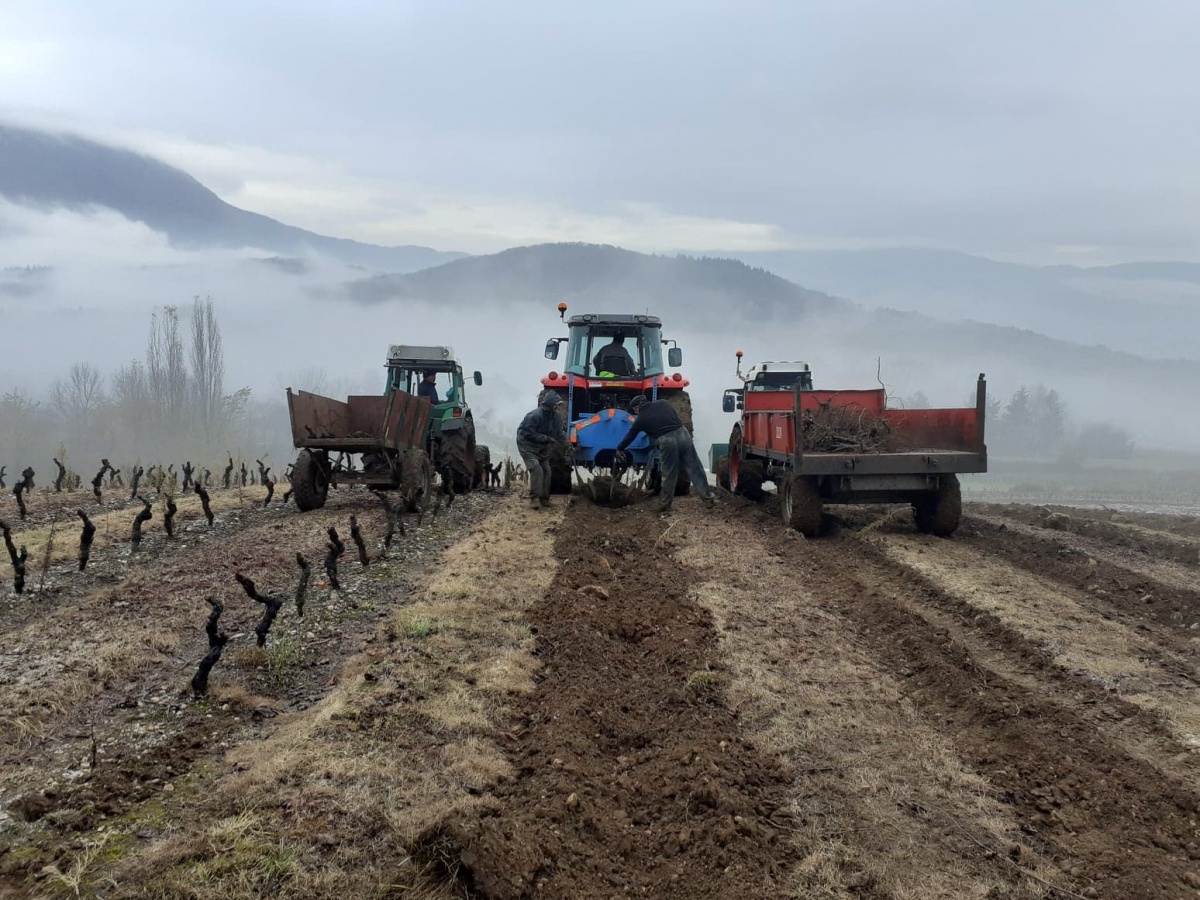 Arrachage et Replantation d'une grande parcelle de vigne