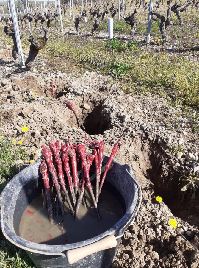 Remplacement des ceps morts ou malades