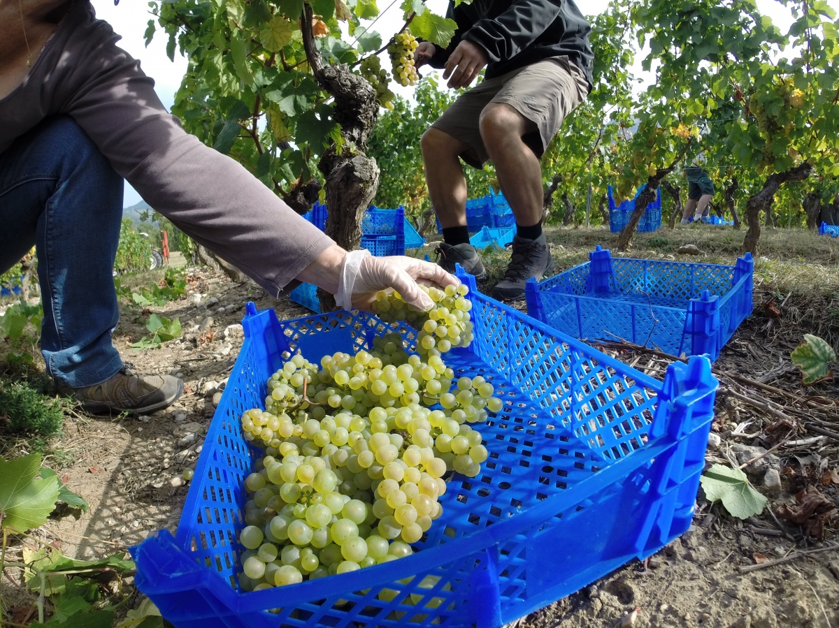 Vendanges Eole, une délicate récolte