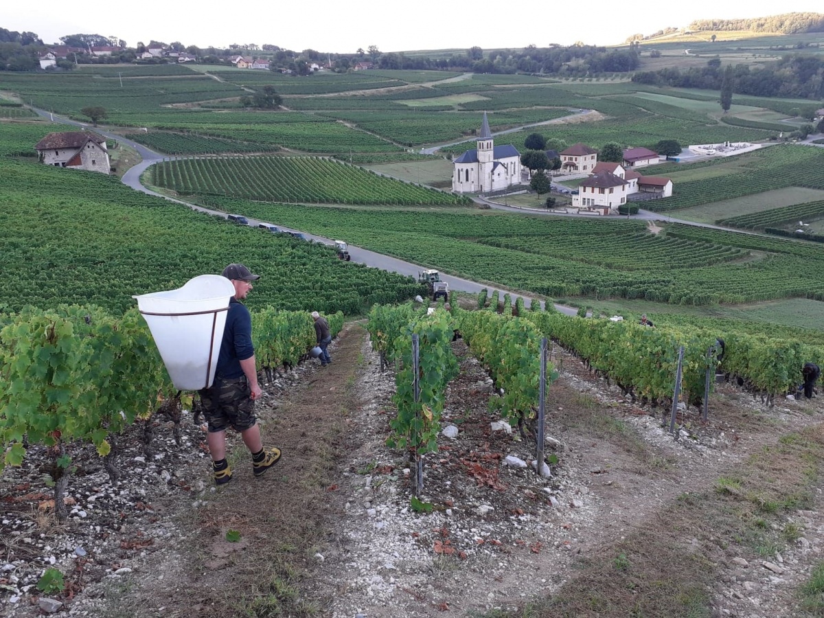 Vendanges dans le coteau de Marestel