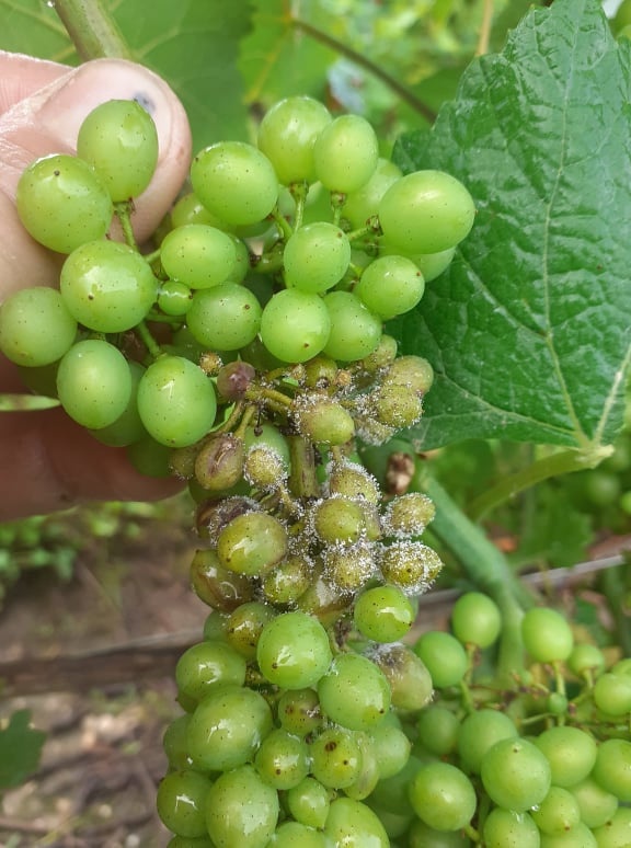 Connaissez-vous les maladies de la vigne ?