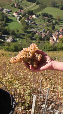 L' Altesse dite Rousette