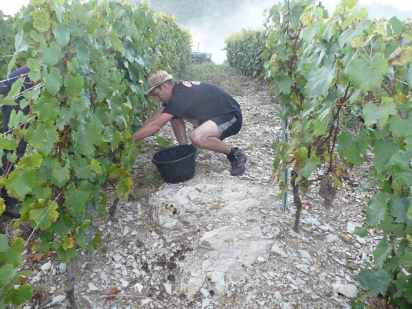 Un saul pauvre, où la vigne va profondément ancrer ses racines...