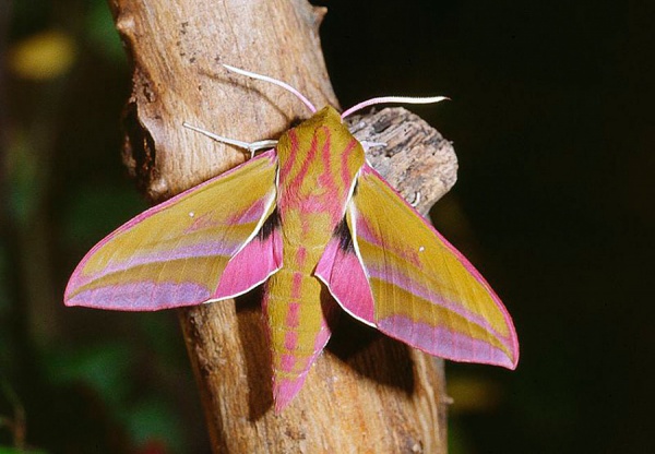 Papillon Grand Sphinx de la Vigne - photo jean pierre Hamon