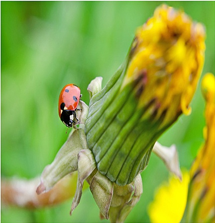 Coccinelle © Andrea Wilhelm - Fotolia