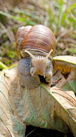 Escargot de Bourgogne