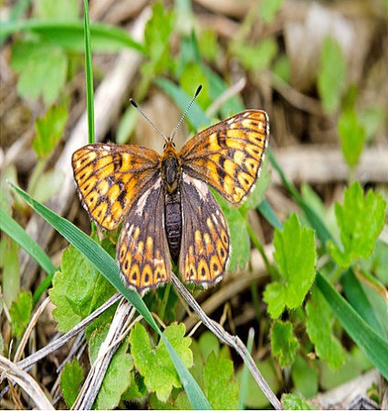 Papillon