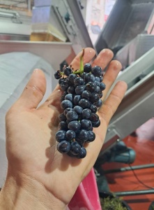 grappe de pinot noir