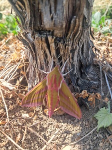 Papillon du Grand Sphynx de la vigne 