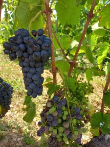 Grappe de gauche en cours de maturation, grappe de droite en arrêt de maturation à cause d'une rupture du pédoncule suite à une perte de turgescence   
