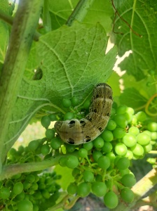 Chenille du Grand Sphynx de la vigne 