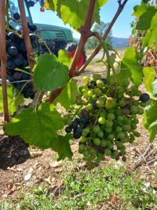 Grappe de gauche en cours de maturation, grappe de droite en arrêt de maturation à cause d'une rupture du pédoncule suite à une perte de turgescence   