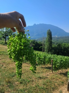 vendange en vert