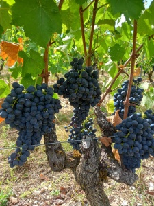 Mondeuse en cours de maturité. 5 raisins sont laissés de manière aérés et espacés au mois de juillet pour un contrôle du rendement rigoureux et une maturation parfaite des grappes