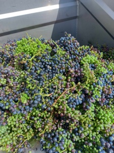 Elimination des grappes atteinte d'un problème de turgescence 