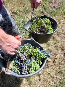 Elimination des grappes atteinte d'un problème de turgescence 