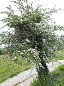 Le baromètre de Jongieux (à remettre en question ?) 