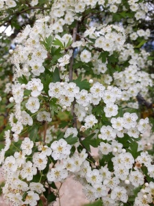 Fleur d'aubépin