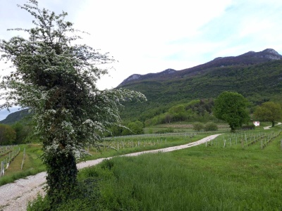 "L'aubépin du grand" en pleine floraison au 12 avril