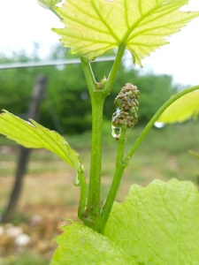 Inflorescence - Future grappe de raisin 