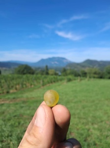 baie de chardonnay cueillie lors de la journée "Eole"