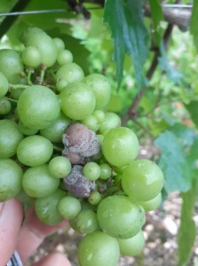 Pourriture début juillet 2021