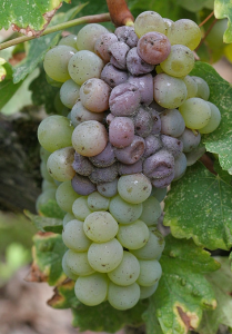 Pourriture sur grappe de jacquère avant vendange