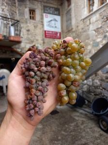 2 raisins d'Altesse provenant de 2 ceps au destin 2022 différent 