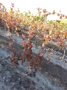 Défoliation totale de la haie foliaire de ce cep d'Altesse