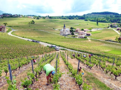 Ebourgeonnage dans le côteau de Marestel 