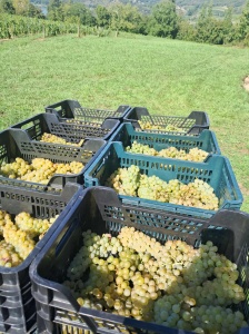 Eole, raisin de chardonnay séchés dans nos greniers pendant 4 à 6 mois 