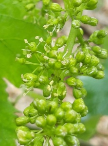Fleur de chardonnay 