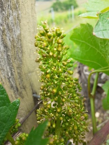 Fleur de gamay 