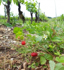 Fraises dans les vignes à Jongieux