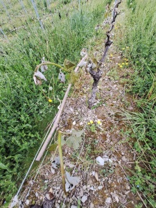 vigne d'altesse gelée