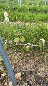 vigne d'altesse gelée sur la commune de Lucey 