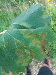 Mildiou sur feuille juillet 2021