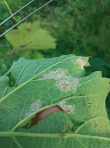 Mildiou sporulant sur feuille juillet 2021 