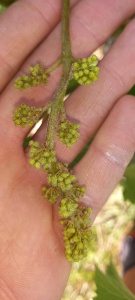 Mildiou sur grappe - Les points blancs sur la grappe montre la sporulation (reproduction) du champignon 