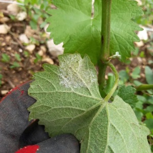 Mildiou sur feuille 