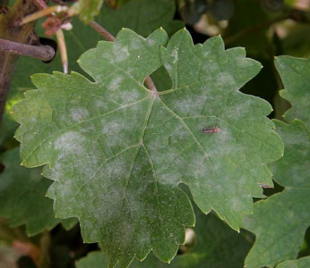 Oïdium sur feuille 