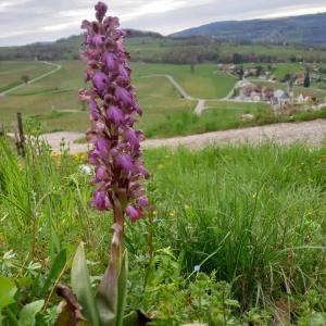 Orchys géant dans le côteau de Marestel 