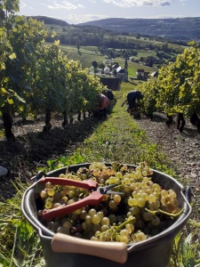 Heureusement toutes les vignes n'ont pas souffert