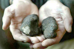 truffes jongieux